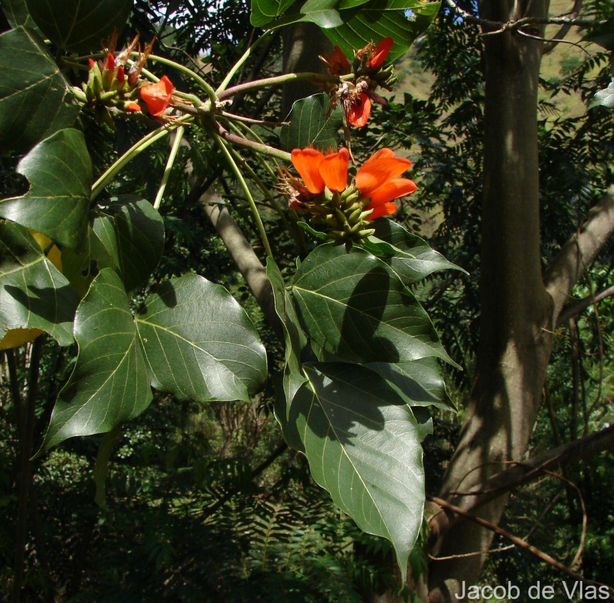 Erythrina subumbrans (Hassk.) Merr.